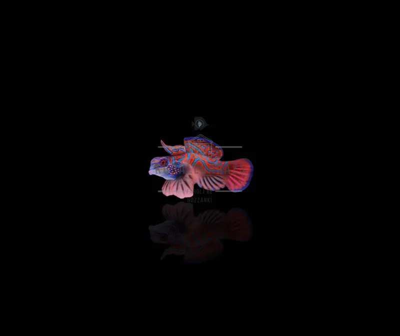 Pterosynchiropus Splendidus (Red)